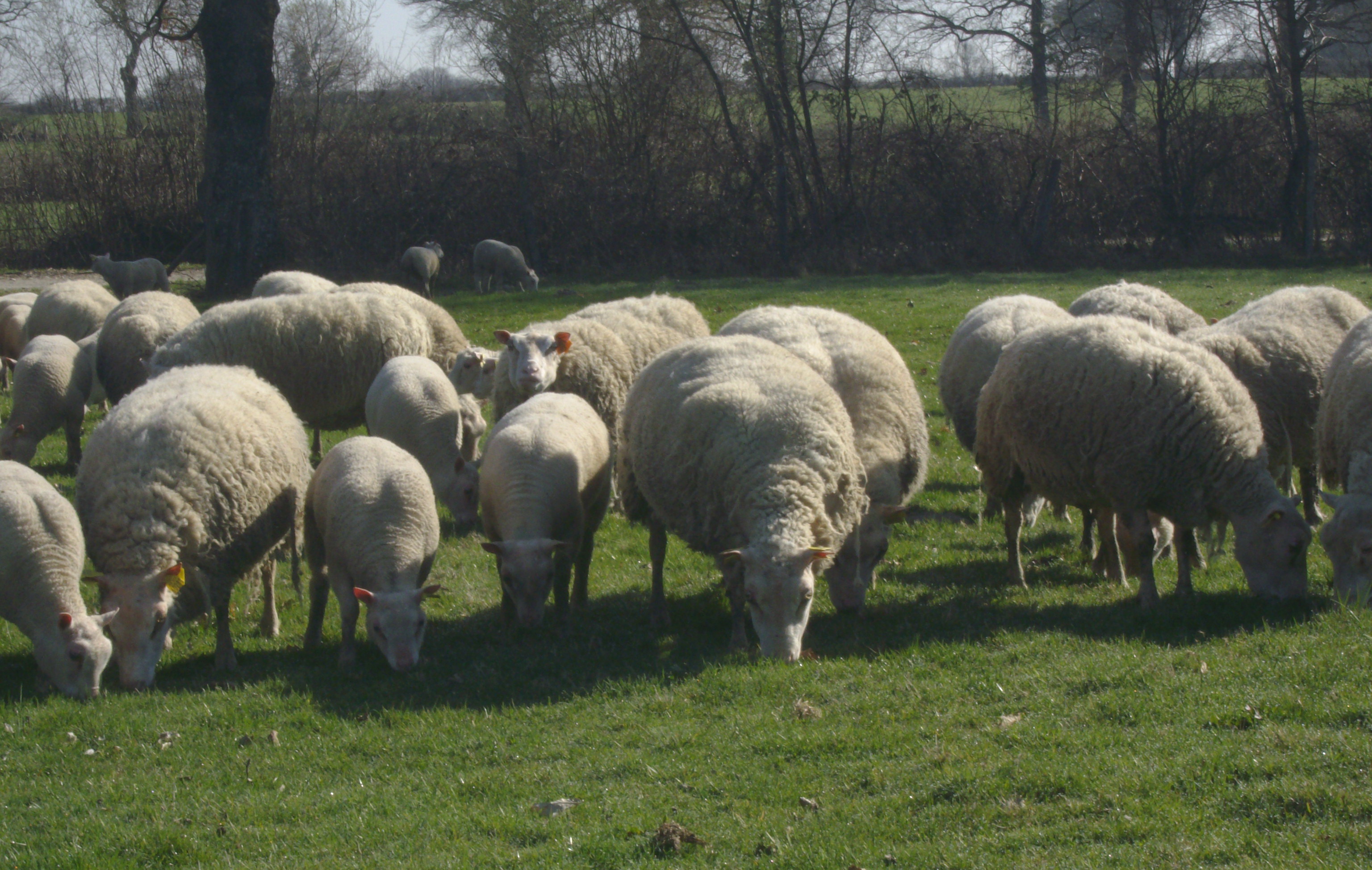 GAEC des CROUZETTES